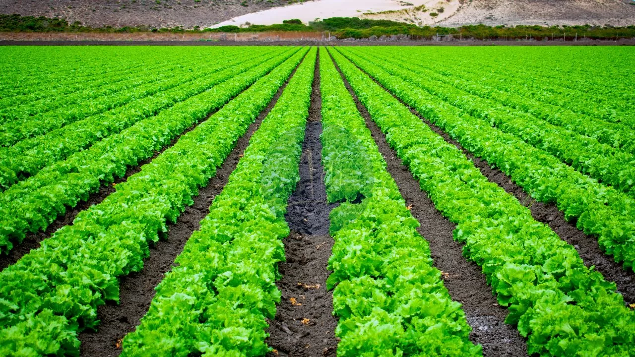 A field showing furrow method of irrigation