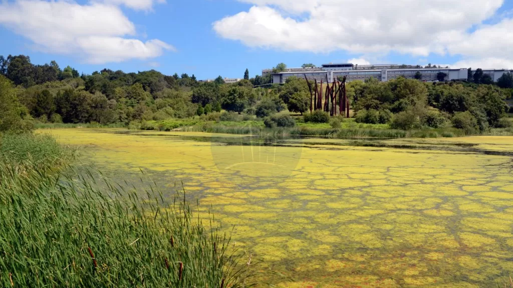 Eutrophication effects